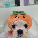 로이애견 이미지