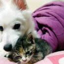 멍멍이집 이미지