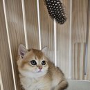 냥만스럽개 이미지