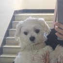 다사주개 네이버블로그