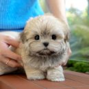 강아지고양이 미유펫 청주점 이미지