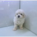 도그마루 이미지