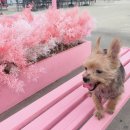 진이와보리의하루 이미지