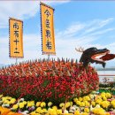 "10월에 꼭 가봐야 할 10만 그루 국화꽃밭" 연 90만 명 다녀간 무료 가을꽃축제 이미지