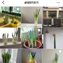 대파집 이미지