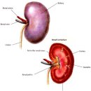 하단동물병원 이미지