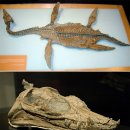 화석 2002 이미지