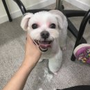 온양애견미용 이미지