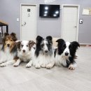 더 퍼피즈 블루 오션 쿡 이미지