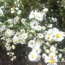 실로암농장 이미지