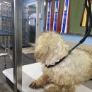 말티와 꼬꼬 이미지