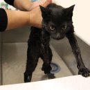 캣틀리에 이미지