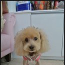 복슬 강아지미용실 이미지