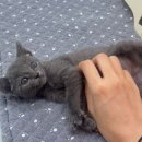 베베-멍 이미지