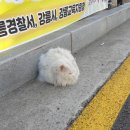 영동초교 이미지