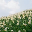 2025년 섬 수선화축제 이미지