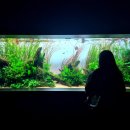 노원-현장-1100 | 일본 훗카이도 아오아오 삿포로 아쿠아리움 수족관 AOAO SAPPORO