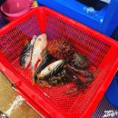7월 제철회 까치복 주문진 수산시장 회포장 방법 제철 해산물 둘러보기
