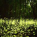 반딧불이 이미지