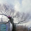 느티나무사거리 이미지