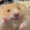 스태들
