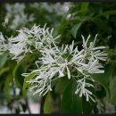 숲의 소리 이미지