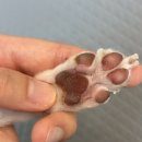 데이지 | 구래동 애견미용 스파, 자두와 함께한 댕데이지 방문 후기 🐶✨