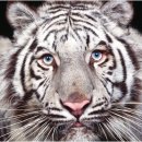 이건사자 이미지