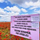 군산 엔오엔팜 양귀비축제 - 6월 국내여행추천