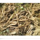 더덕농장 이미지