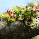 사과꽃향기 이미지