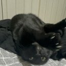 말괄냥이 이미지