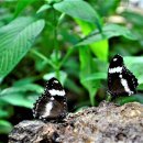 그린레시피 이미지