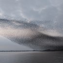 가창오리 군무 Baikal Teal group dance. 이미지