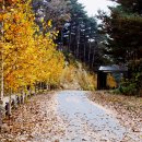 자작나무숲 주차장 이미지