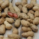 땅콩이네 이미지