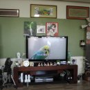 잉꼬농장 이미지