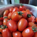 양솔방울님의 유기농대추방울토마토~~🍅🍅🍅 이미지