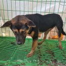 용성동물병원 이미지