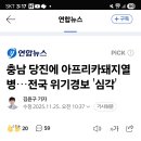 아프리카 돼지 열병 이미지