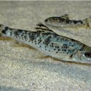 국립생태원 멸종위기종복원센터 | 수과원-국립생태원, 멸종위기종 보호·복원 업무협약