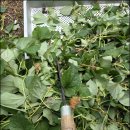 신장농장 이미지