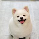 까리하개 이미지