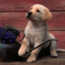 이쁜강아지 이미지