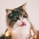 이층집고양이 이미지