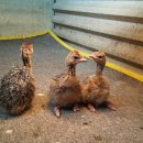 형제농장B 이미지