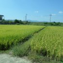 삽교읍041 이미지