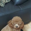 푸른펫살롱 이미지