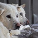 철용농장 이미지