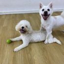 어썸강아지호텔 & 목욕 이미지